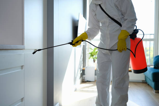 Best DIY Mold Remediation Support Services in Nashua, IA